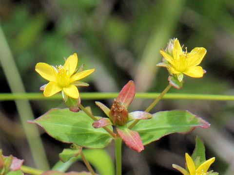 Hypericum pseudopetiolatum