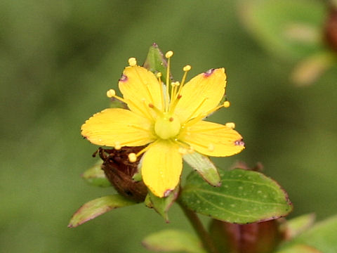 Hypericum pseudopetiolatum