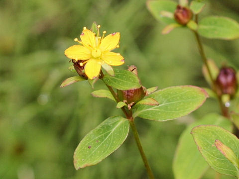 Hypericum pseudopetiolatum