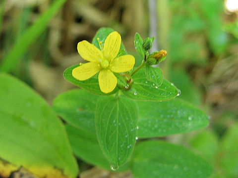 Hypericum pseudopetiolatum