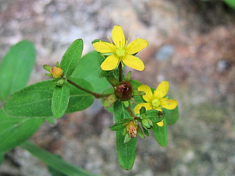 Hypericum pseudopetiolatum