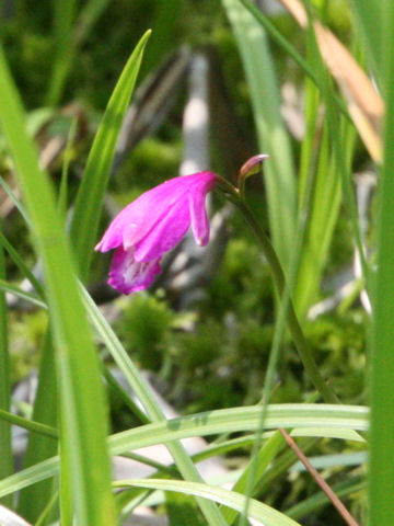 Eleorchis japonica