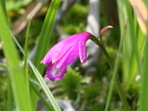 Eleorchis japonica