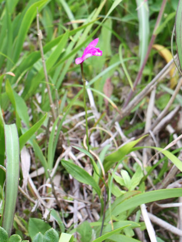 Eleorchis japonica