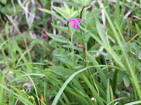 Eleorchis japonica