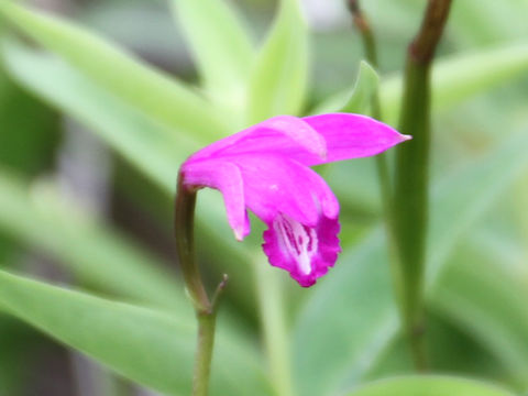 Eleorchis japonica