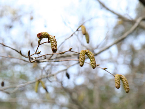 Carpinus cordata