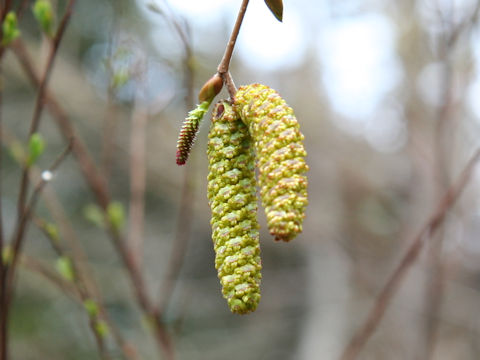 Carpinus cordata