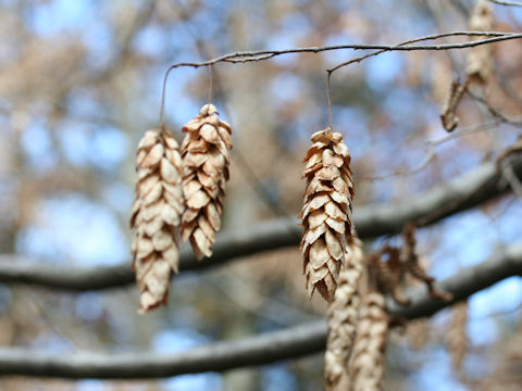 Carpinus cordata