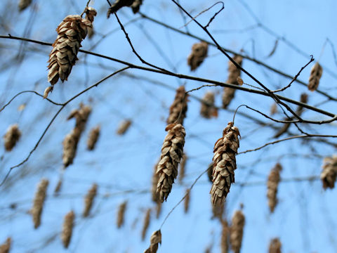 Carpinus cordata