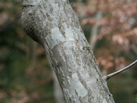 Carpinus cordata