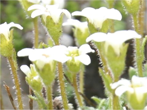 Saxifraga androsacea