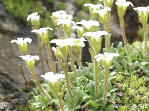 Saxifraga androsacea