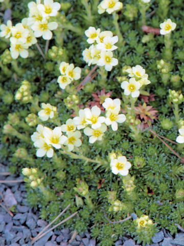 Saxifraga diapensioides