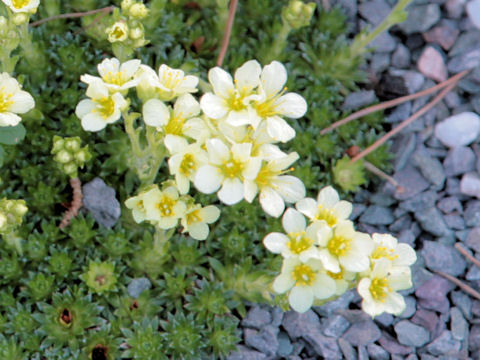 Saxifraga diapensioides