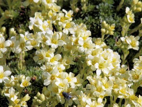 Saxifraga diapensioides