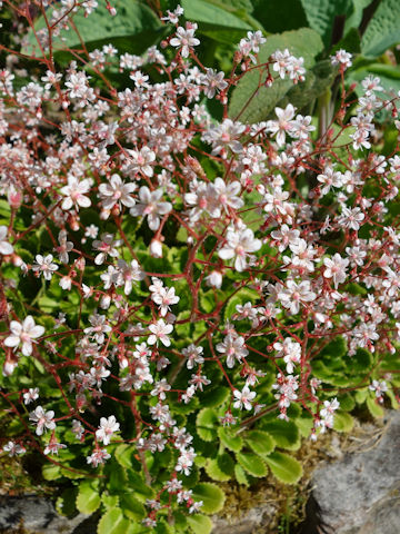 Saxifraga x geum