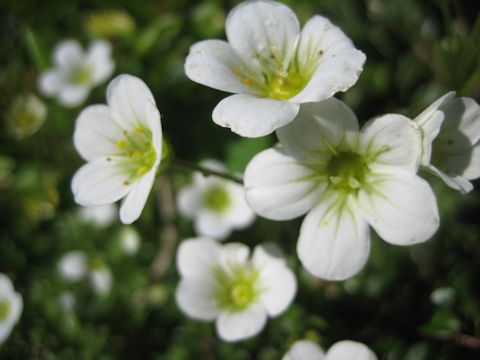 Saxifraga granulata