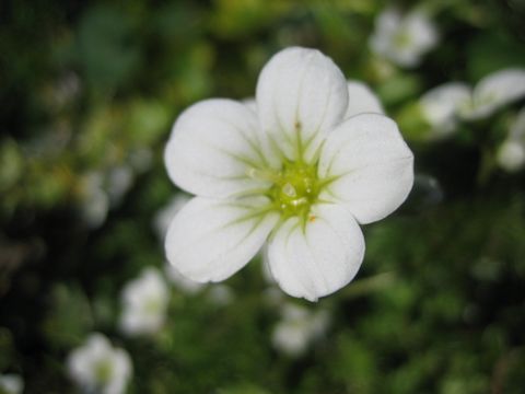 Saxifraga granulata