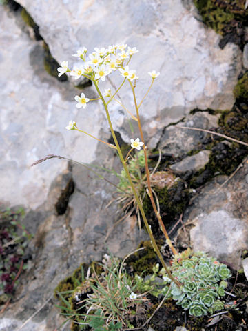 Saxifraga paniculata