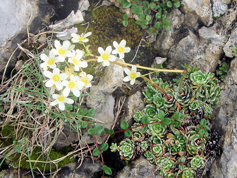 Saxifraga paniculata