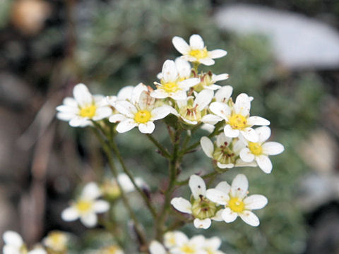 Saxifraga paniculata