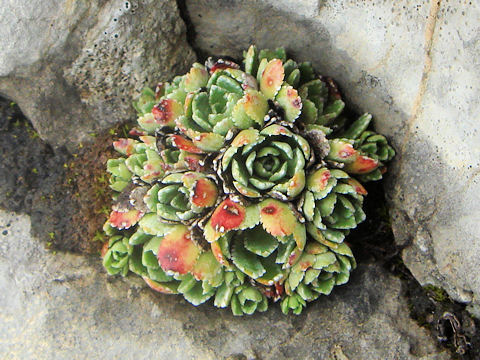 Saxifraga paniculata