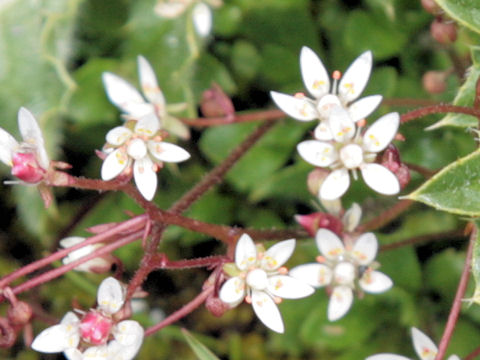 Saxifraga stellaris