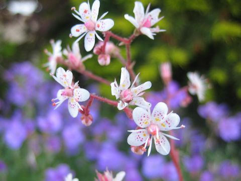 Saxifraga umbrosa