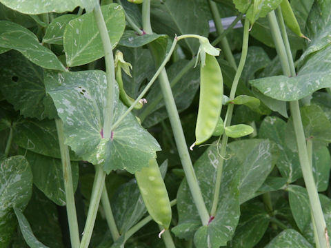 Pisum sativum var. macrocarpon