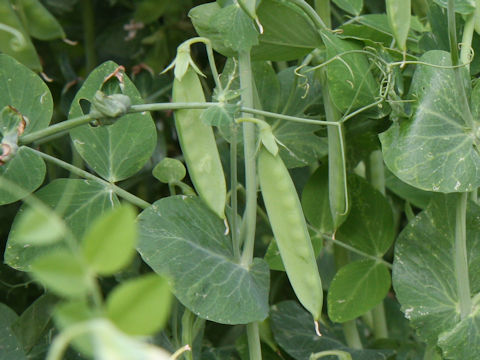 Pisum sativum var. macrocarpon