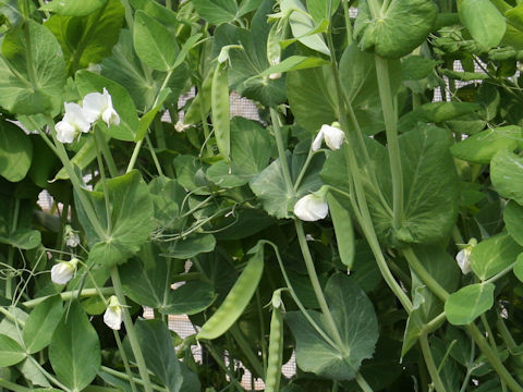 Pisum sativum var. macrocarpon