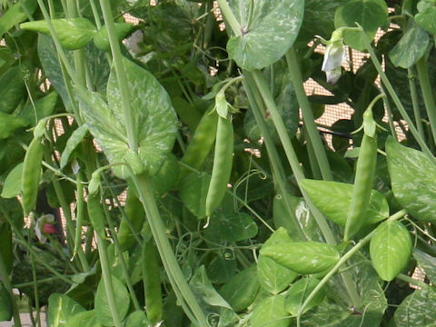 Pisum sativum var. macrocarpon
