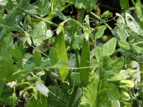 Pisum sativum var. macrocarpon