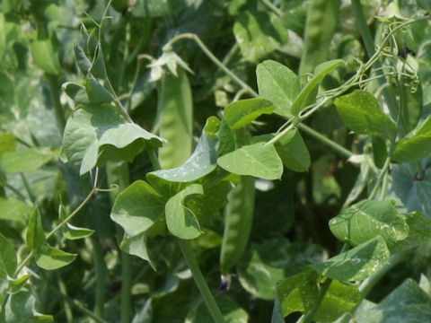 Pisum sativum var. macrocarpon