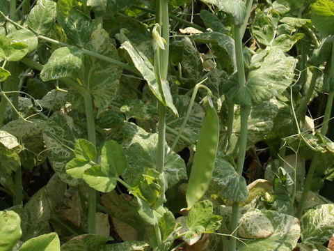 Pisum sativum var. macrocarpon