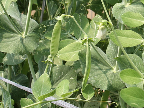 Pisum sativum var. macrocarpon