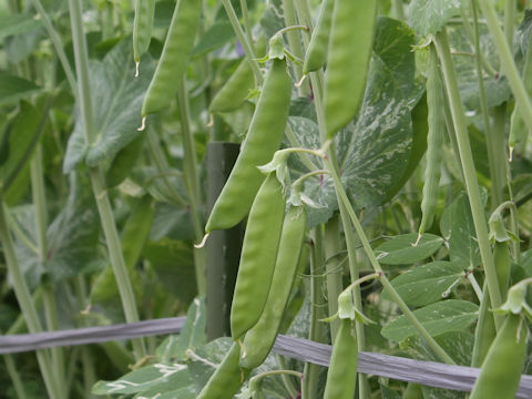 Pisum sativum var. macrocarpon