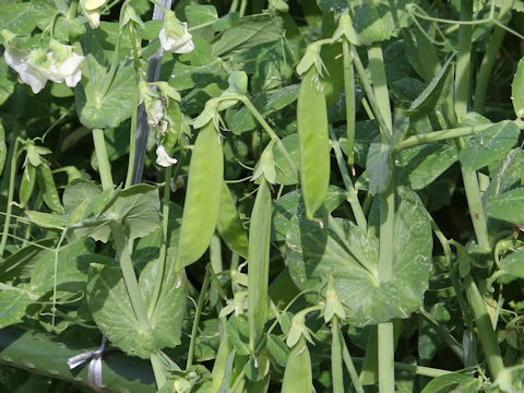 Pisum sativum var. macrocarpon