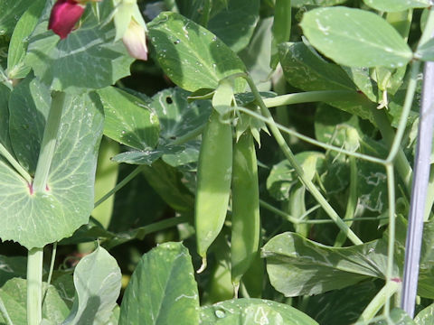 Pisum sativum var. macrocarpon