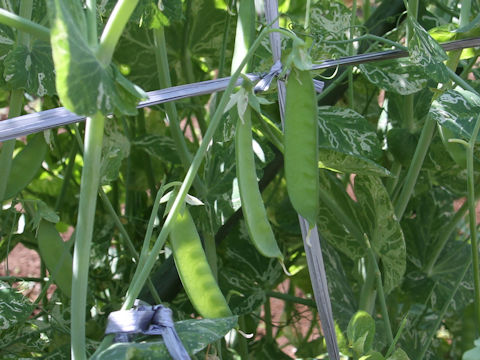 Pisum sativum var. macrocarpon