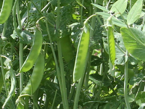 Pisum sativum var. macrocarpon