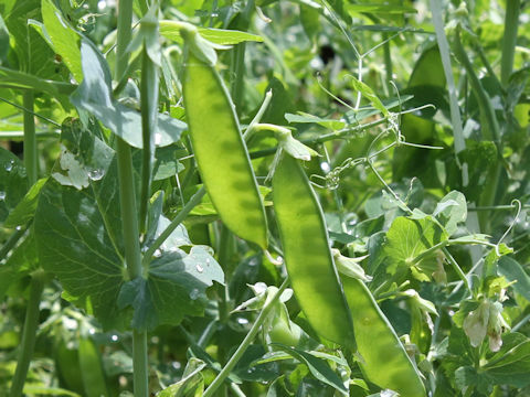 Pisum sativum var. macrocarpon