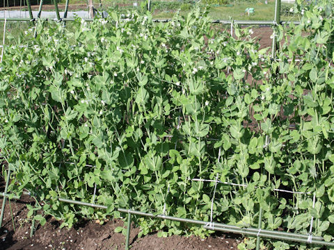 Pisum sativum var. macrocarpon
