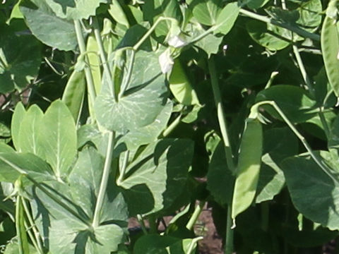 Pisum sativum var. macrocarpon