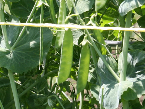 Pisum sativum var. macrocarpon