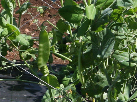 Pisum sativum var. macrocarpon