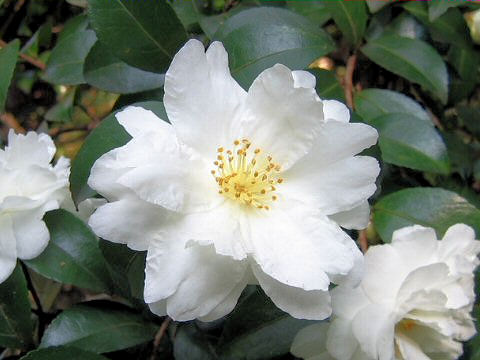 Camellia sasanqua