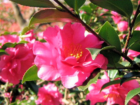 Camellia sasanqua