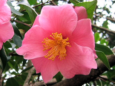 Camellia sasanqua